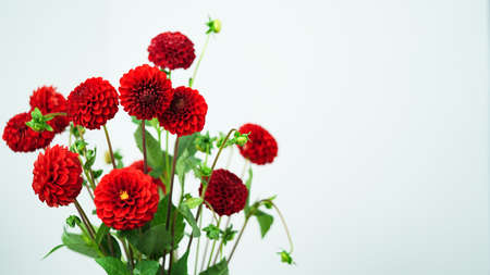 Macro photo Deep red,burgundy color dahlia,formal ornamental type, on a black background. Beautiful flower banner, close-up, copy space.Selective focus.Petal details.Pattern, circleの写真素材