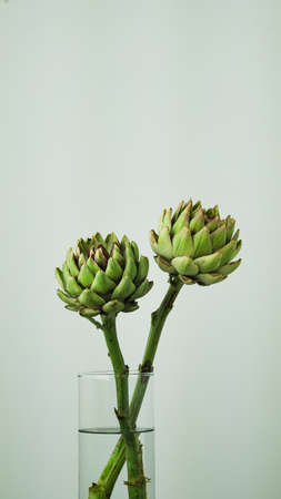 Closeup head of green fresh artichoke,blooming cinara on a gray background.Flowers to create a bouquet in floristry.Italian food,vegetables,delicacy.Copy space,macro photo.Cynara Cardunculusの写真素材