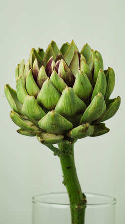 Closeup head of green fresh artichoke,blooming cinara on a gray background.Flowers to create a bouquet in floristry.Italian food,vegetables,delicacy.Copy space,macro photo.Cynara Cardunculusの写真素材