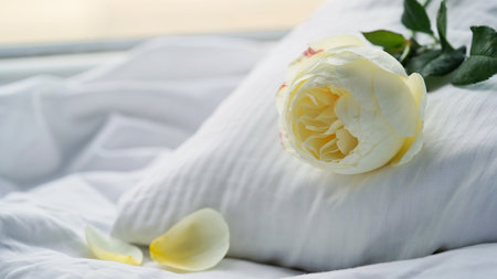 Close-up of a white English rose lies on a white soft pillow and a crumpled sheet.Romantic morning,Valentine's day,wedding day.Beautiful banner,macro photoの写真素材