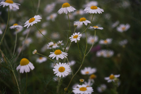 Beautiful natural background, field of flowers. Herbal medicine.Evening,dark,selective focus.Chamomile flower landscapeの写真素材