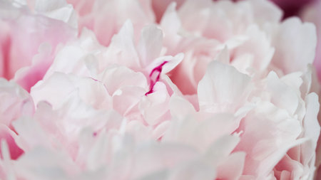 Delicate petals of a pink peony close-up, selective focus. Beautiful natural banner, detail of a delicate wedding flower. Textureの写真素材