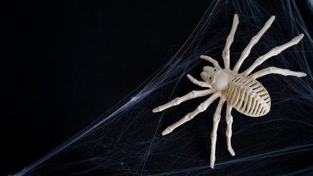 Close-up of a scary spider skeleton on a black background, top view, copy space. Halloween decor concept, scary decorations, plastic spider made from bones. Autumn festive decor for All Saints' Dayの写真素材