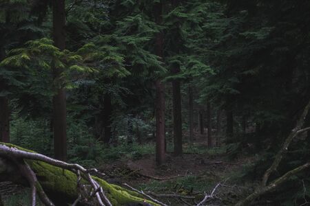 dark forest in France