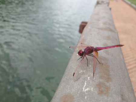 Red dragonflyの素材