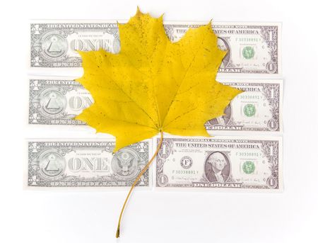 Autumn dollarの写真素材