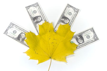 Autumn dollarの写真素材