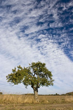 Autumnの写真素材
