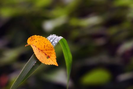 Autumn leafの写真素材