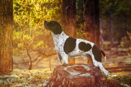 Dog english pointer standing in the wild forest and watching warm spring sunsetの写真素材