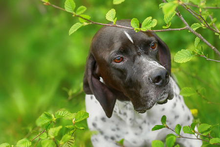 Dog english pointer sitter under the alder tree in the forestの写真素材