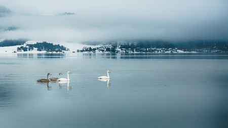 Swaner and geese in Trondheim fjord , Gaulosen nature reserve, in the foogy day in the winterの写真素材