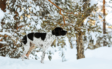 Dog english pointer standing in the snowy forest under pine tree and enjoying winter sunsetの写真素材