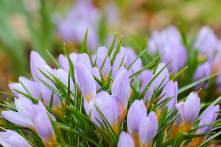 Purple flowers Crocus blooming in the gardenの写真素材