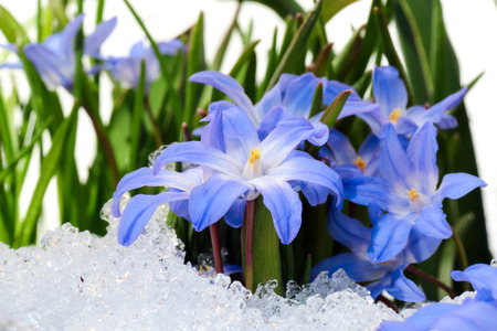 Blue flower Chionodoxa ( also known as glory-of-the-snow) covered with snow after snowfall in the springの写真素材