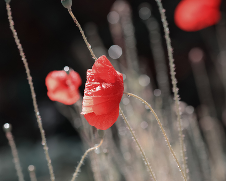 Red poppy covered with water drops after rainの写真素材