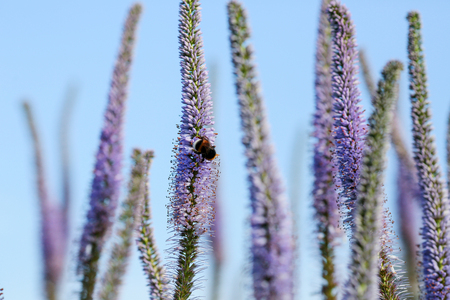 Summer background with flower Veronica Virginica and honey bee