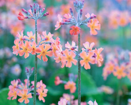 Summer background with flower Primula Aurantiacaの写真素材