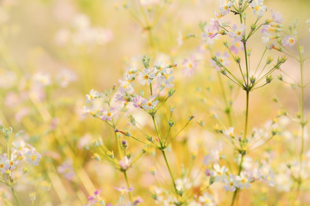Summer background with flower Primula forbesii