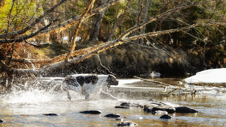 Dog english pointer running in the water in the spring