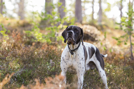 Dog english pointer standing in the woodsの写真素材