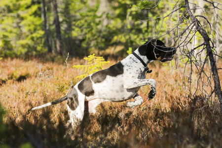 Dog english pointer hunting in the woodsの写真素材