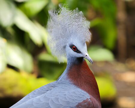The bird Crowned pigeon ( goura victoria) portrait closeupの写真素材