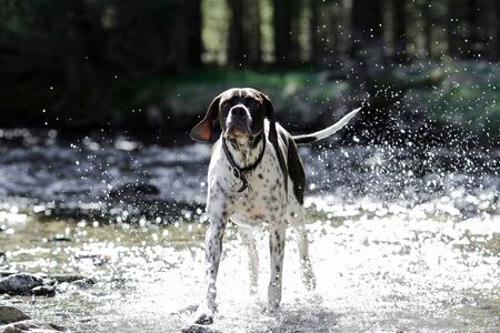 Dog english pointer running in the water