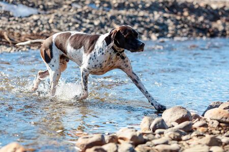 Dog english pointer crossing the river in the sunny spring day