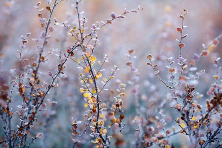 Alpine flora covered with frost in at autumn in the mountainsの写真素材
