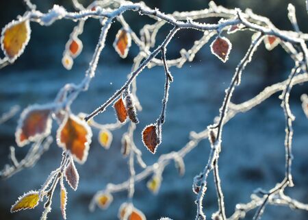 Autumn background, birch leaves covered with frostの写真素材