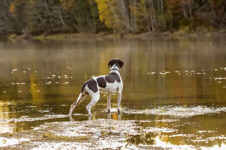 Dog english pointer watching foggy sunset at the lake in the autumnの写真素材