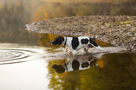 Dog english pointer walking in the water at the lakeの写真素材