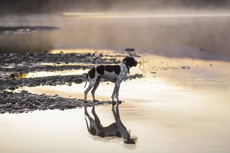 Dog english pointer watching foggy sunset at the lakeの写真素材