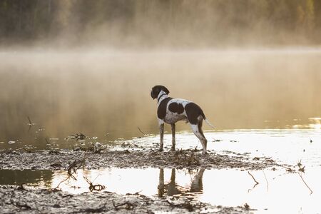 Dog english pointer watching foggy sunset at the lake in the autumnの写真素材