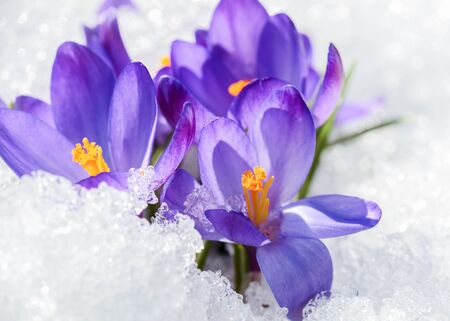 Flowers crocus covered with snow after snowfall in the springの写真素材