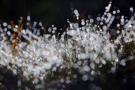 the grass covered with frost in the autumn