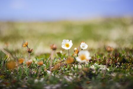 Summer background with alpine flora in the mountains の写真素材