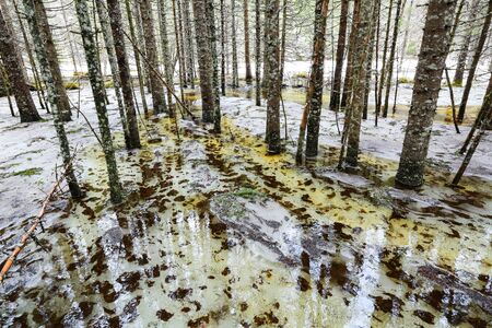 Spring flood in the wild forest, with the trees reflecting in the water. Melting snow and ice on the swamp. Spring in Norway.の写真素材
