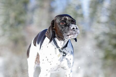 Dog english pointer portrait in the winterの写真素材