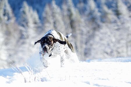Dog english pointer running in the snow in the winterの写真素材