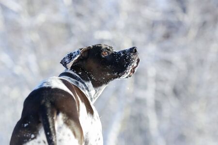 Dog english pointer portrait in the winter 