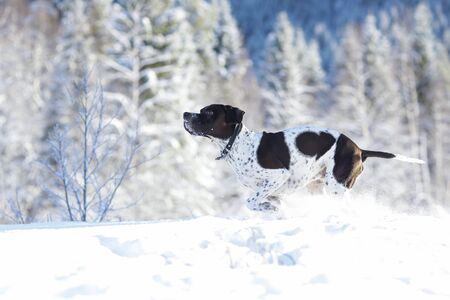 Dog english pointer running in the snowy forest in the winter 