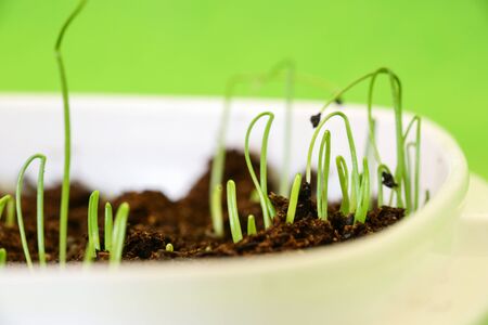 Spring background, vegetable seedlings in the white box on the green backgroundの写真素材