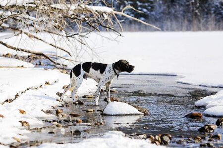 Dog english pointer standing in the stream in the snowy forest and enjoying spring の写真素材