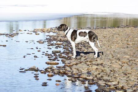 Dog english pointer watching the spring at the lake