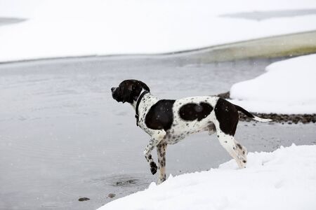 Dog english pointer standing on the snow