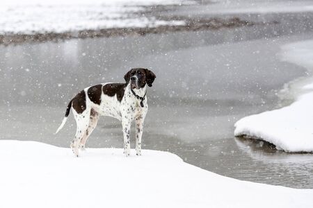 Dog english pointer standing at the lake in the snowfallの写真素材