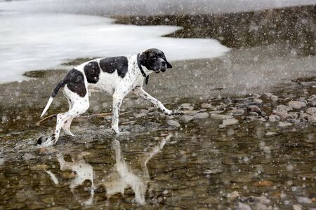 Dog english pointer walking in the water in the snowfallの写真素材