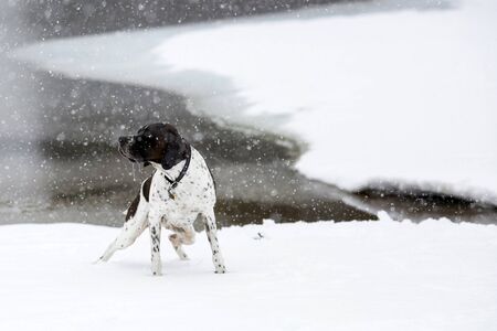 Dog english pointer standing on the snow in the snowfallの写真素材